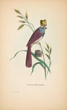 Milliner Bird (Minnie Doyle), from The Comic Natural History of the Human Race, 1851. Creators: Henry Louis Stephens, L. Rosenthal.