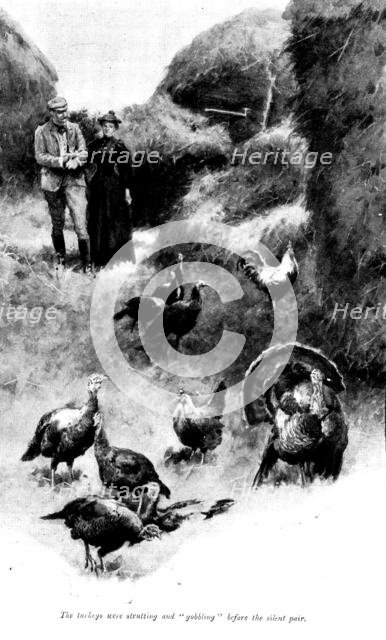 The Master of Pinsmead: the turkeys were strutting and "gobbling" before the silent pair, 1898. Creator: Unknown.