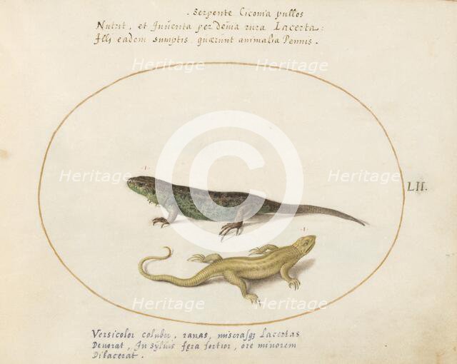 Animalia Qvadrvpedia et Reptilia (Terra): Plate LII, c. 1575/1580. Creator: Joris Hoefnagel.