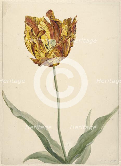 Tulip, 1700-1800. Creator: Anon.