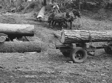 Members of Ola self-help sawmill co-op snaking a fir log down..., Gem County, Idaho, 1939. Creator: Dorothea Lange.