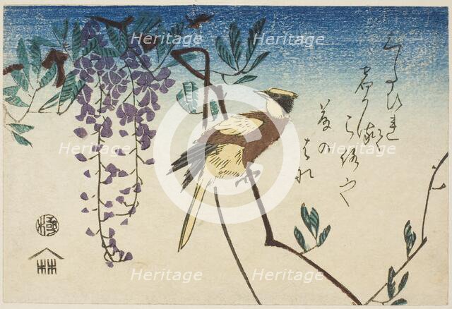 Black-naped oriole and wisteria, n.d. Creator: Ando Hiroshige.