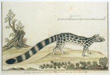 Genetta tigrina (Cape genet), 1777-1786. Creator: Robert Jacob Gordon.
