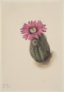 Turkeyhead Cactus (Echinocerus perbellus), 1930. Creator: Mary Vaux Walcott.