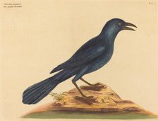 The Purple Jack Daw (Gracula Quiscula), published 1731-1743. Creator: Mark Catesby.