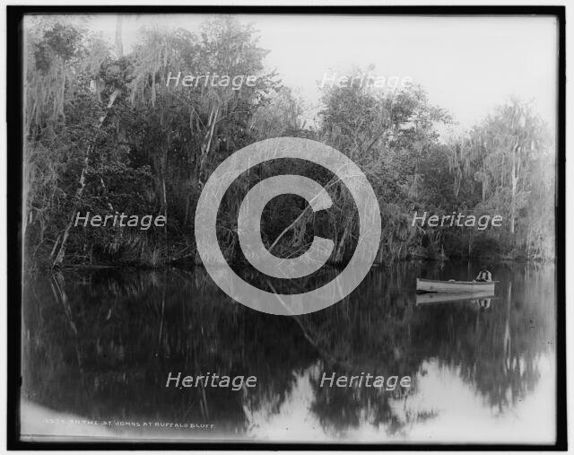 On the St. Johns at Buffalo Bluff, between 1880 and 1897. Creator: William H. Jackson.