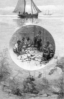Pearl Fishery, Torres Strait, Australia, 1886. Artist: Unknown