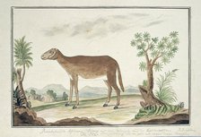 Cape ewe, 1777-1786. Creator: Robert Jacob Gordon.