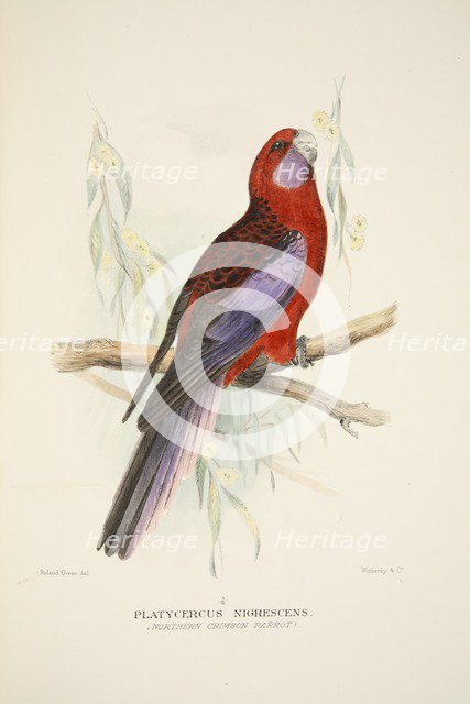 Northern Crimson Parrot, pub. 1916 (hand coloured engraving). Creator: Roland Green (1896 - 1972).