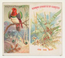 King Bird of Paradise, from Birds of the Tropics series (N38) for Allen & Ginter Cigarette..., 1889. Creator: Allen & Ginter.