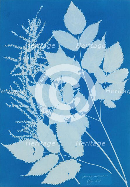Spiraea aruncus (Tyrol), 1851-54. Creator: Anna Atkins.
