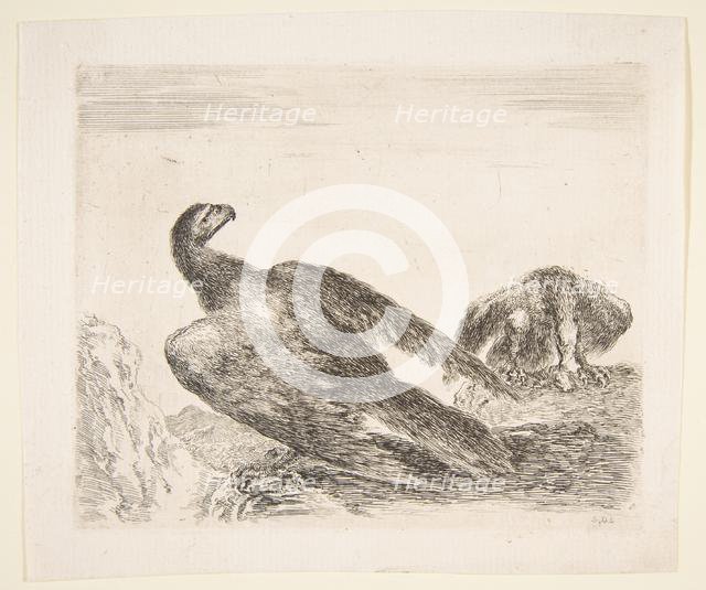 Two eagles, one with prey, from 'Eagles' (Les aigles), ca. 1651. Creator: Stefano della Bella.