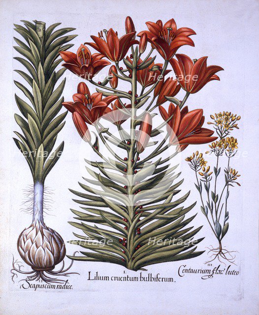 Orange Lily with Bulbils and Bulbs, Late-Blooming Blackstoria, from 'Hortus Eystettensis', by Basil 