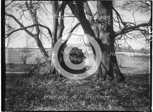 Rewell Wood, Arundel, Arun, West Sussex, 1908. Creator: Katherine Jean Macfee.