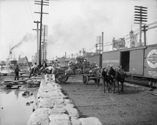 Mule teams and the levee, New Orleans, Louisiana, between 1900 and 1910. Creator: Unknown.