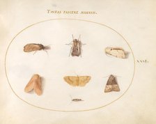 Plate 31: Seven Moths, c. 1575/1580. Creator: Joris Hoefnagel.