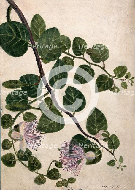 Capers (Caparis spinosa): flowering stem, c1890s. Creator: Unknown.