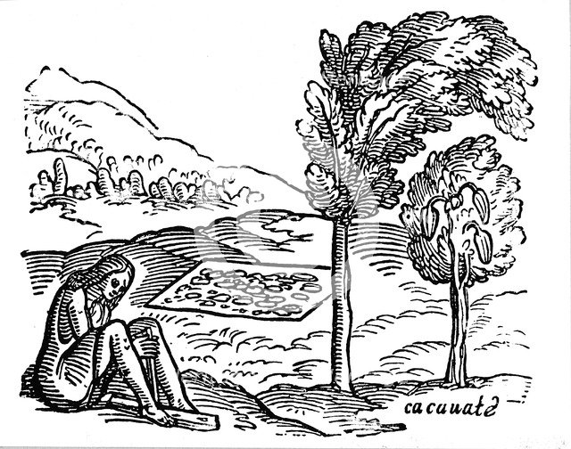 Production of cocoa, 16th century. Artist: Unknown