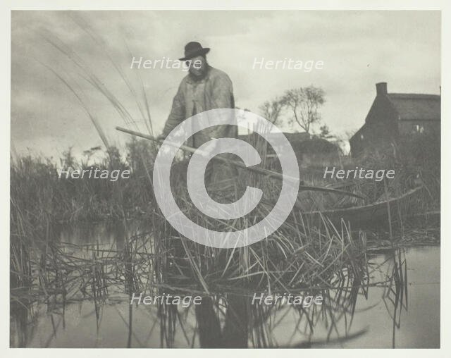 Cutting the Gladdon, 1886. Creator: Peter Henry Emerson.