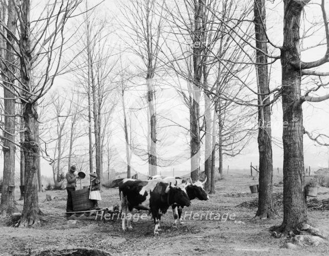 Bringing in the sap in a maple sugar camp, between 1900 and 1906. Creator: Unknown.