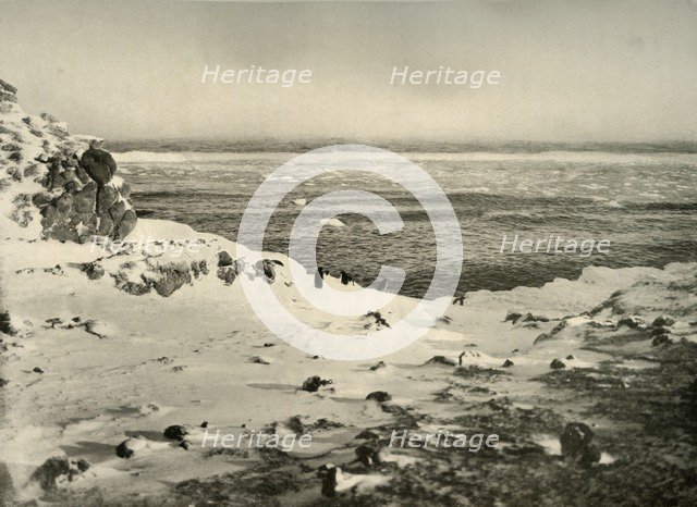 'The Last of the Penguins Just Before Their Migration in March', c1908, (1909).  Artist: Unknown.