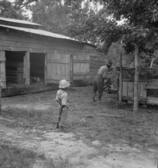 Noon time chores of Negro tenant farmer: feeding the pigs, Granville County, North Carolina, 1939. Creator: Dorothea Lange.