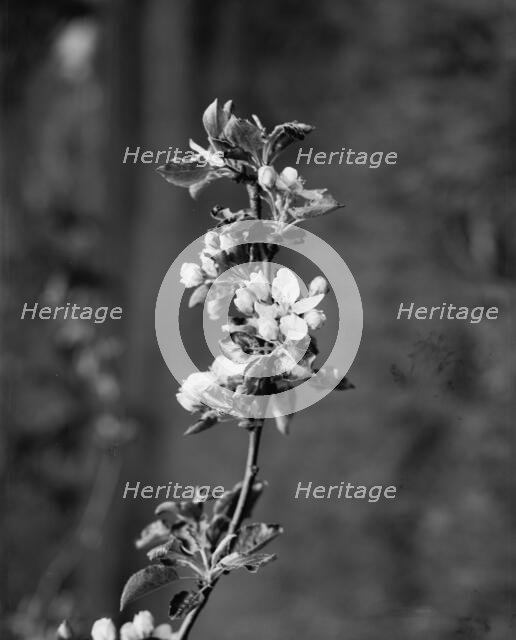 Apple blossoms, between 1900 and 1905. Creator: Unknown.
