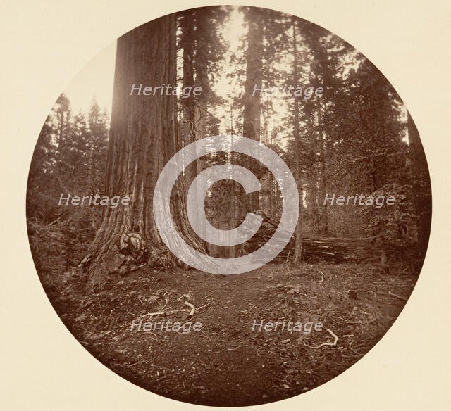 The Father of the Forest - C. Grove, ca. 1878. Creator: Carleton Emmons Watkins.