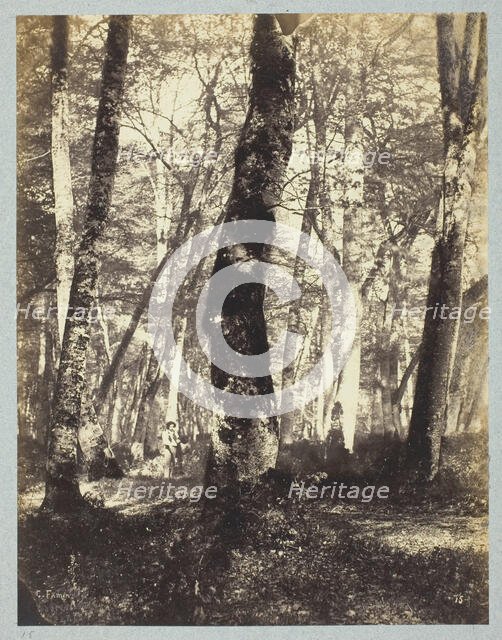 Study in the Barbizon Forest, 1860/69. Creator: Constant Alexandre Famin.