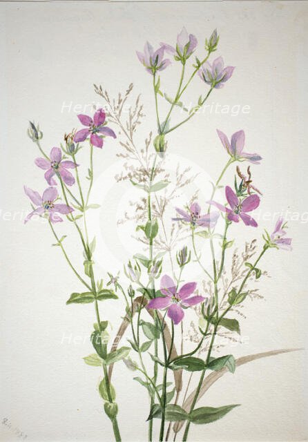 Gentianacease sabbalia angularis, 1880. Creator: Mary Vaux Walcott.