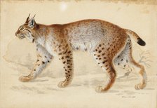 Lynx, 1830-1870. Creator: Wilhelm von Wright.