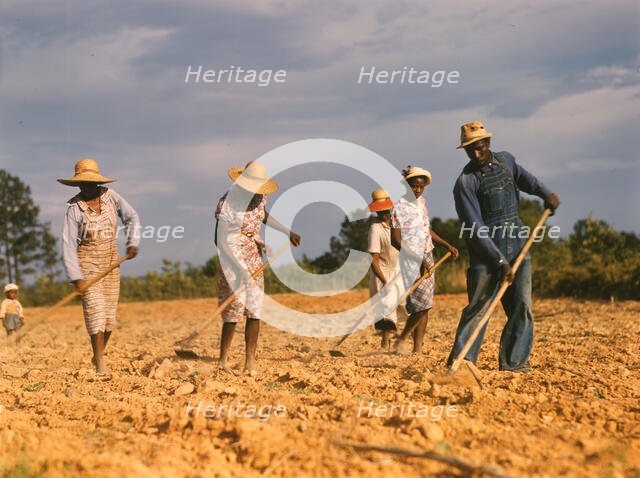 Chopping cotton on rented land near White Plains, Greene County, Ga., 1941. Creator: Jack Delano.