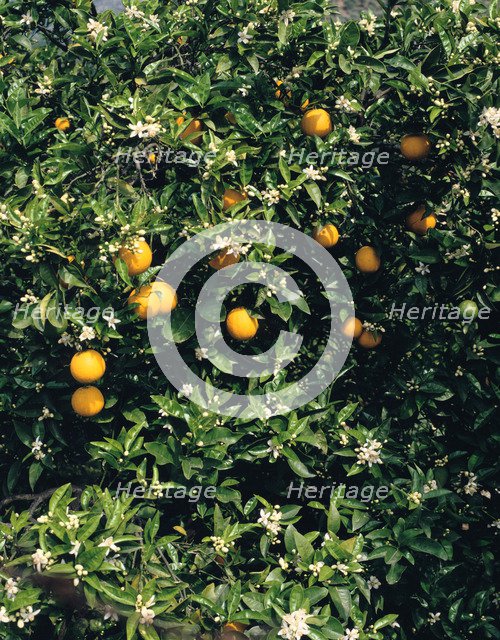 Orange blossom and fruit, Majorca