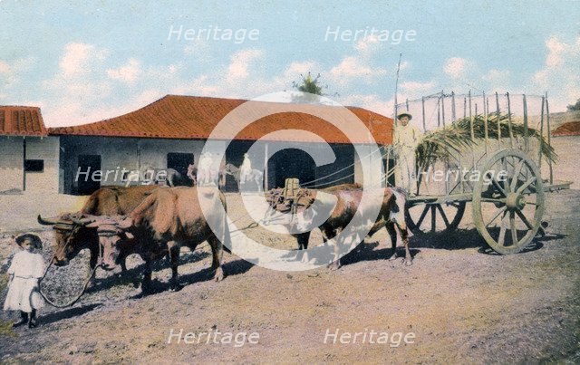 A Cuban ox team, early 20th century.Artist: Harris Bros & Co.