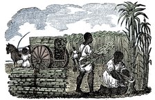 Slaves harvesting sugar cane in Louisiana, 1833. Artist: Unknown.