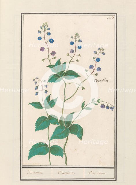 Speedwell or germander speedwelll (Veronica chamaedrys), 1596-1610. Creators: Anselmus de Boodt, Elias Verhulst.