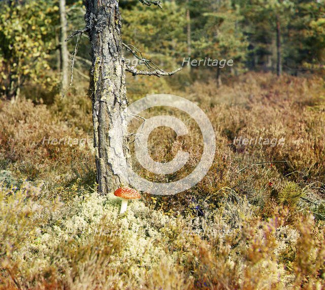 Fly agaric, between 1905 and 1915. Creator: Sergey Mikhaylovich Prokudin-Gorsky.