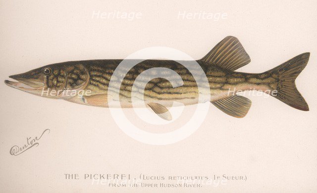 The Pickerel (Lucius Reticulatus. Le Sueur), c.1920s. Artist: Unknown