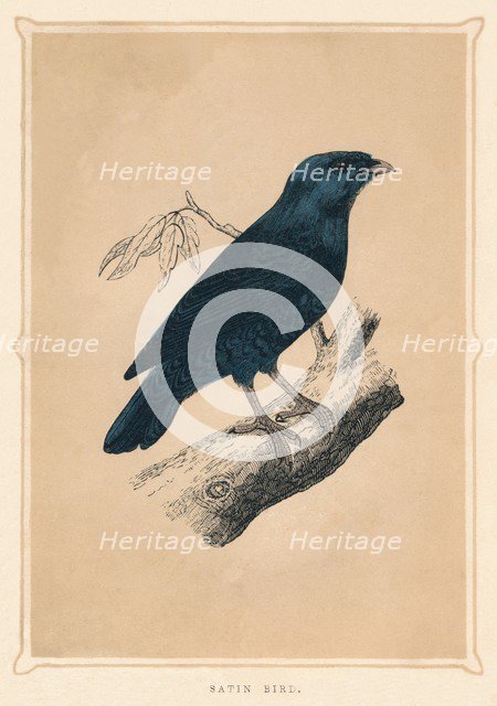 'Satin Bird', (Ptilonorhynchus violaceus), c1850, (1856). Artist: Unknown.