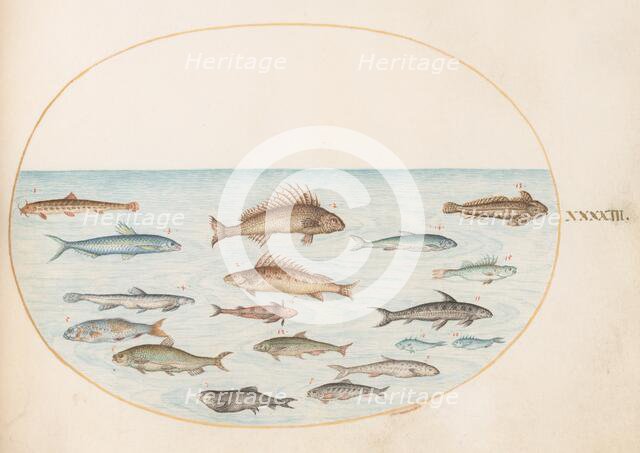 Animalia Aqvatilia et Cochiliata (Aqva): Plate XLIII, c. 1575/1580. Creator: Joris Hoefnagel.