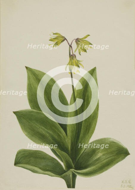 Blue Bead (Clintonia borealis), 1924. Creator: Mary Vaux Walcott.