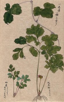 Two plants: leafy stems, one with bulb and flower. Creator: Unknown.