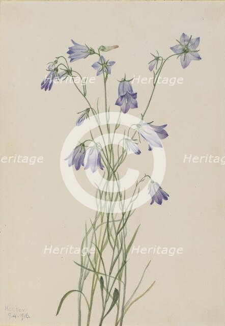 Harebell (Campanula rotundifolia), 1916. Creator: Mary Vaux Walcott.