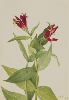 Carolina Pink (Spigelia marylandica), 1932. Creator: Mary Vaux Walcott.