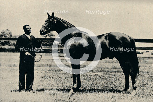 Thoroughbred racehorse, Man O' War, c1920. Artist: Unknown