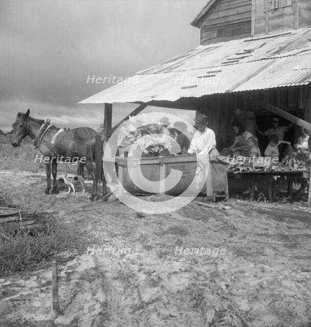 Sorting and stringing the "golden leaf" at the tobacco barn, near Hartsville, South Carolina, 1938. Creator: Dorothea Lange.