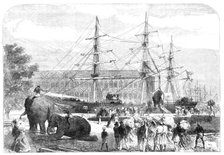 Embarking elephants at Bombay for the Abyssinian Expedition, 1868. Creator: C. R..