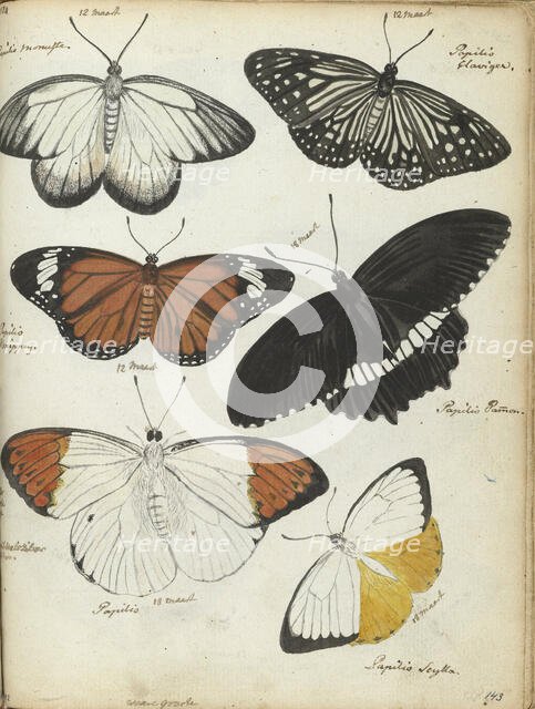 Javanese butterflies, 1784. Creator: Jan Brandes.