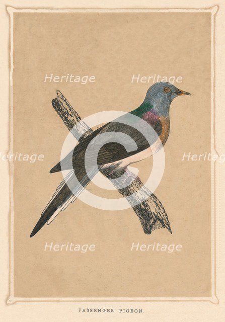 'Passenger Pigeon', (Ectopistes migratorius), extinct species, c1850, (1856). Artist: Unknown.