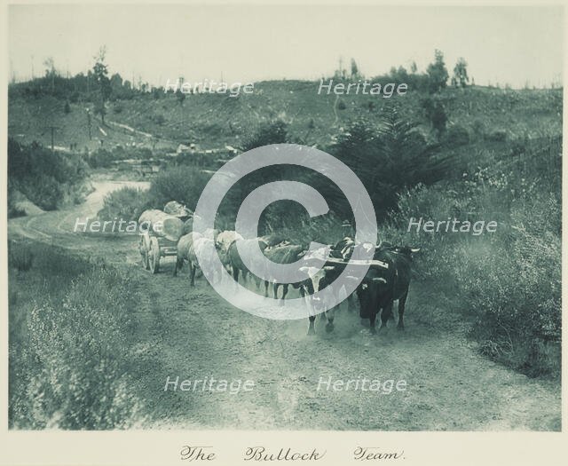 The bullock team. From the album: Camera Pictures of New Zealand, 1920s. Creator: Harry Moult.